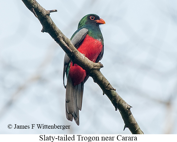 Slaty-tailed Trogon - &copy; James F Wittenberger and Exotic Birding LLC
