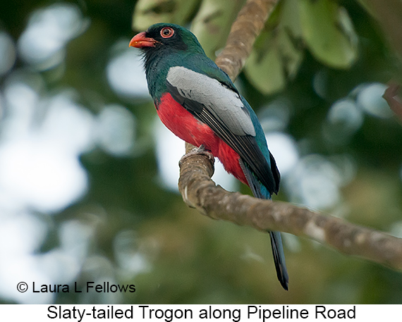 Slaty-tailed Trogon - © Laura L Fellows and Exotic Birding LLC