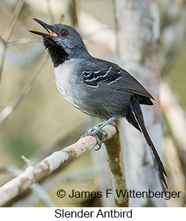 Slender Antbird - © James F Wittenberger and Exotic Birding LLC