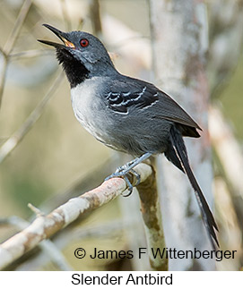 Slender Antbird - © James F Wittenberger and Exotic Birding LLC Slender Antbird - © James F Wittenberger and Exotic Birding LLC