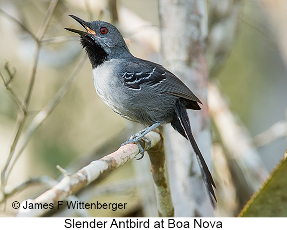 Slender Antbird - © James F Wittenberger and Exotic Birding LLC