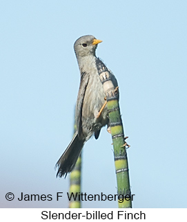 Slender-billed Finch - © James F Wittenberger and Exotic Birding LLC Slender-billed Finch - © James F Wittenberger and Exotic Birding LLC