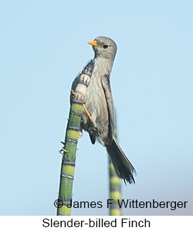 Slender-billed Finch - © James F Wittenberger and Exotic Birding LLC Slender-billed Finch - © James F Wittenberger and Exotic Birding LLC