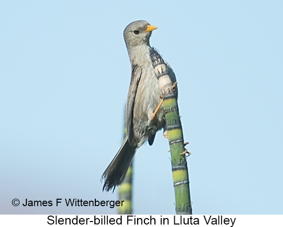 Slender-billed Finch - © James F Wittenberger and Exotic Birding LLC Slender-billed Finch - © James F Wittenberger and Exotic Birding LLC