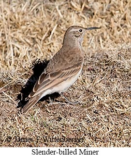 Slender-billed Miner - © James F Wittenberger and Exotic Birding LLC