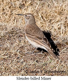 Slender-billed Miner - © James F Wittenberger and Exotic Birding LLC