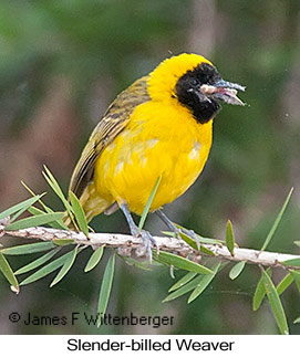 Slender-billed Weaver - © James F Wittenberger and Exotic Birding LLC Slender-billed Weaver - © James F Wittenberger and Exotic Birding LLC