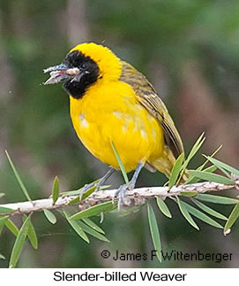 Slender-billed Weaver - © James F Wittenberger and Exotic Birding LLC