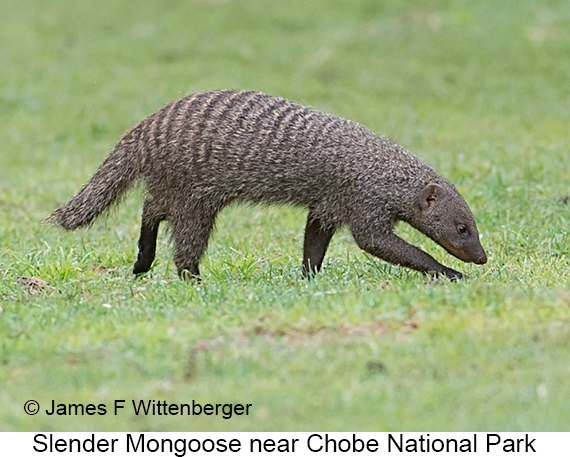 Slender Mongoose - © James F Wittenberger and Exotic Birding LLC Slender Mongoose - © James F Wittenberger and Exotic Birding LLC