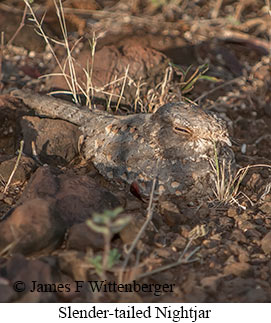 Slender-tailed Nightjar - © James F Wittenberger and Exotic Birding LLC