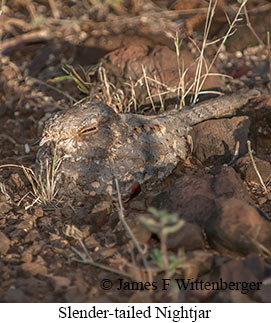 Slender-tailed Nightjar - © James F Wittenberger and Exotic Birding LLC