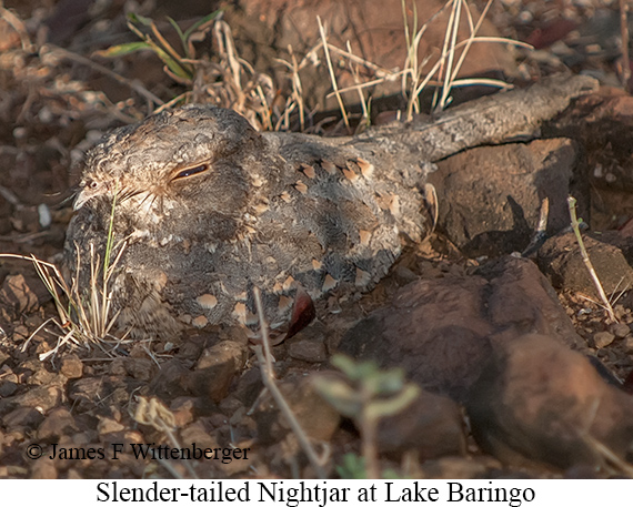 Slender-tailed Nightjar - © James F Wittenberger and Exotic Birding LLC