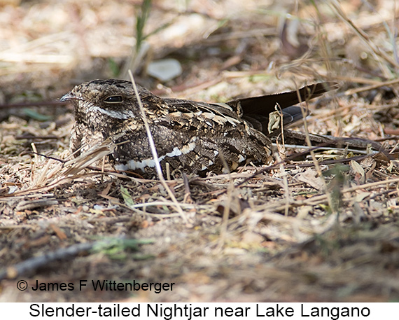 Slender-tailed Nightjar - © James F Wittenberger and Exotic Birding LLC