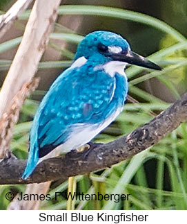 Small Blue Kingfisher - © James F Wittenberger and Exotic Birding LLC