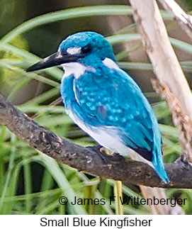 Small Blue Kingfisher - © James F Wittenberger and Exotic Birding LLC