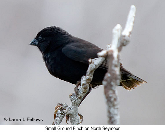 Small Ground-Finch - &copy; Laura L Fellows and Exotic Birding Tours