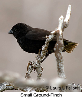 Small Ground-Finch - &copy; Laura L Fellows and Exotic Birding Tours