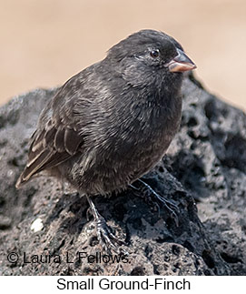 Small Ground-Finch - © Laura L Fellows and Exotic Birding LLC