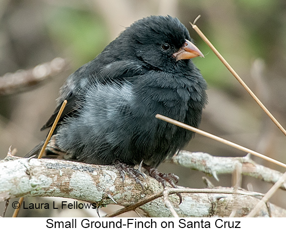 Small Ground-Finch - © James F Wittenberger and Exotic Birding LLC