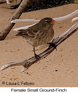 Small Ground-Finch - © Laura L Fellows and Exotic Birding LLC Small Ground-Finch - © Laura L Fellows and Exotic Birding LLC