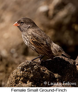 Small Ground-Finch - © Laura L Fellows and Exotic Birding LLC