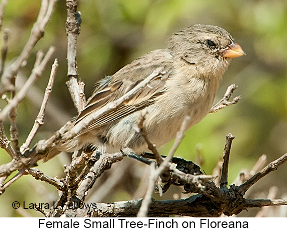 Small Tree-Finch - © The Photographer and Exotic Birding LLC