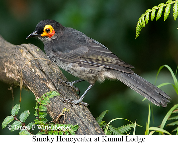 Smoky Honeyeater - © The Photographer and Exotic Birding LLC