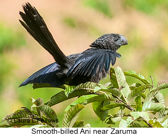 Smooth-billed Ani - © James F Wittenberger and Exotic Birding LLC Smooth-billed Ani - © James F Wittenberger and Exotic Birding LLC