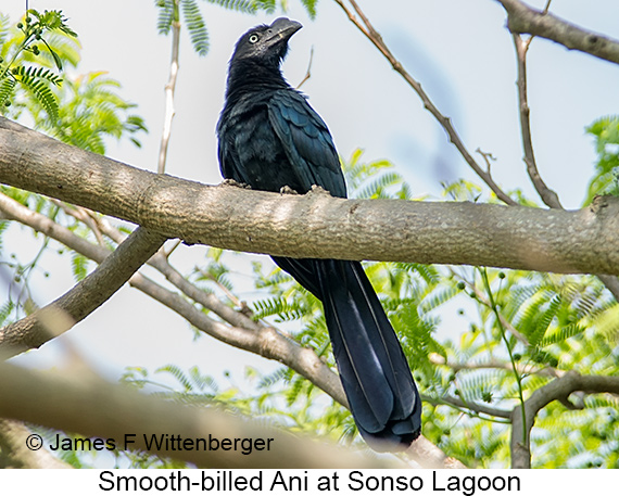 Smooth-billed Ani - © James F Wittenberger and Exotic Birding LLC