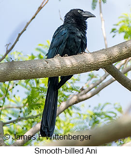 Smooth-billed Ani - © James F Wittenberger and Exotic Birding LLC