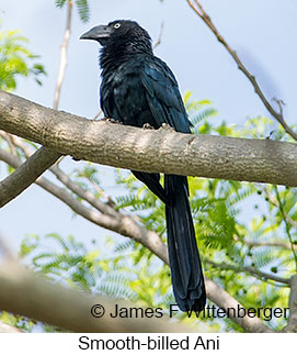 Smooth-billed Ani - © James F Wittenberger and Exotic Birding LLC