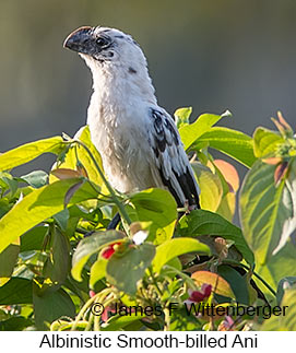 Smooth-billed Ani - © James F Wittenberger and Exotic Birding LLC