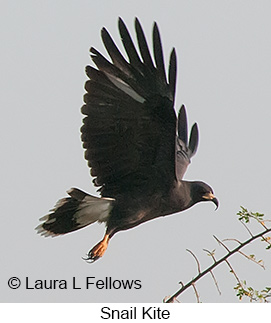 Snail Kite - © Laura L Fellows and Exotic Birding LLC