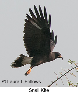 Snail Kite - © Laura L Fellows and Exotic Birding LLC Snail Kite - © Laura L Fellows and Exotic Birding LLC