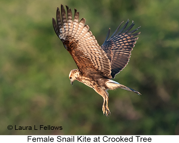 Snail Kite - © James F Wittenberger and Exotic Birding LLC
