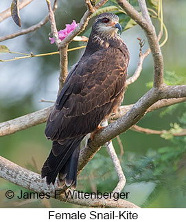 Snail Kite - © James F Wittenberger and Exotic Birding LLC