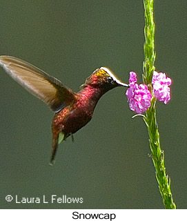 Snowcap - &copy; Laura L Fellows and Exotic Birding tours