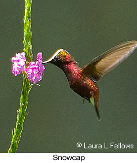 Snowcap - &copy; Laura L Fellows and Exotic Birding Tours