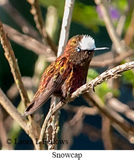 Snowcap - © Laura L Fellows and Exotic Birding LLC