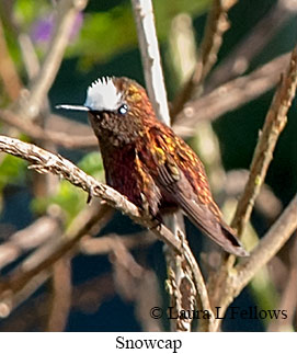 Snowcap - © Laura L Fellows and Exotic Birding LLC