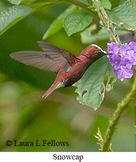 Snowcap - © Laura L Fellows and Exotic Birding LLC