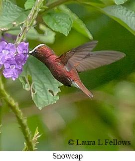 Snowcap - © Laura L Fellows and Exotic Birding LLC