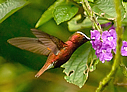 Snowcap - © Laura L Fellows and Exotic Birding LLC