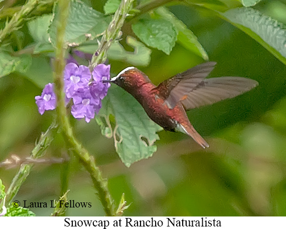 Snowcap - © Laura L Fellows and Exotic Birding LLC Snowcap - © Laura L Fellows and Exotic Birding LLC