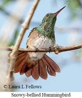 Snowy-bellied Hummingbird - © Laura L Fellows and Exotic Birding LLC Snowy-bellied Hummingbird - © Laura L Fellows and Exotic Birding LLC