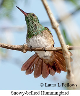 Snowy-bellied Hummingbird - © Laura L Fellows and Exotic Birding LLC