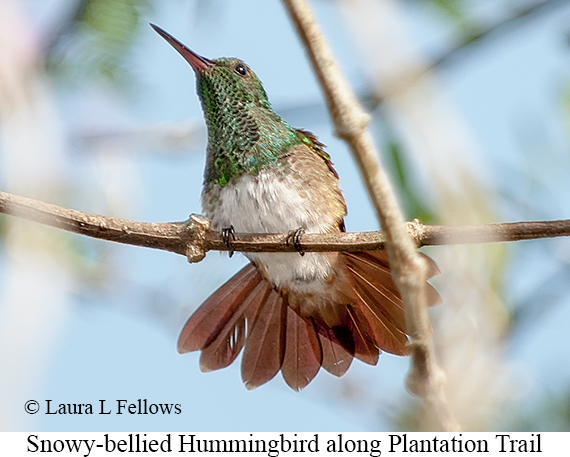 Snowy-bellied Hummingbird - © Laura L Fellows and Exotic Birding LLC Snowy-bellied Hummingbird - © Laura L Fellows and Exotic Birding LLC