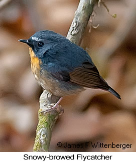 Snowy-browed Flycatcher - © James F Wittenberger and Exotic Birding LLC