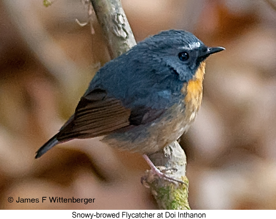 Snowy-browed Flycatcher - © James F Wittenberger and Exotic Birding LLC