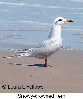 Snowy-crowned Tern - © Laura L Fellows and Exotic Birding LLC Snowy-crowned Tern - © Laura L Fellows and Exotic Birding LLC